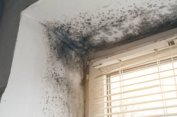 Affordable Black Mold Remediation solutions in Bladensburg, MD