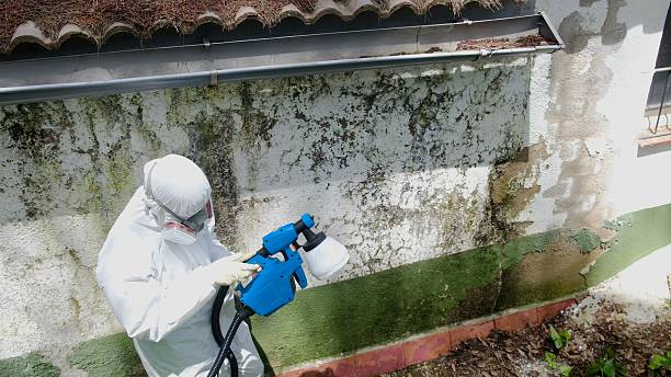 Top rated local Black Mold Remediation specialists in Bladensburg, MD